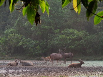 View of deer in the forest