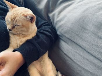 High angle view of cat relaxing on bed