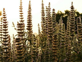 Close-up of flowering plants against trees