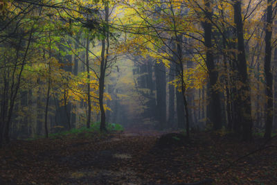 Trees in forest during autumn
