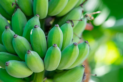 Close-up of banana 