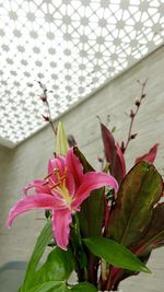 Close-up of pink flowering plant