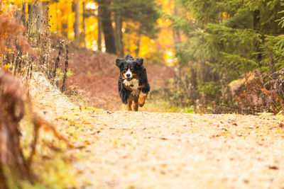 Portrait of a dog in the forest