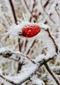 High angle view of red berries on snow