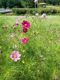 Pink flowers blooming in field