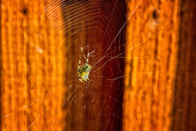 Close-up of spider on web