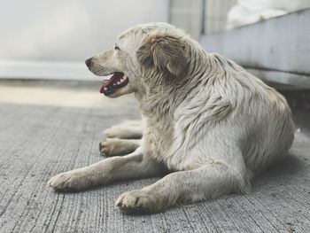 Close-up of dog sitting on floor