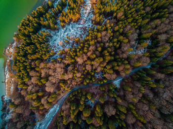 Close-up of autumn leaves on tree trunk