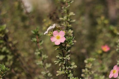 Close-up of flowers blooming outdoors