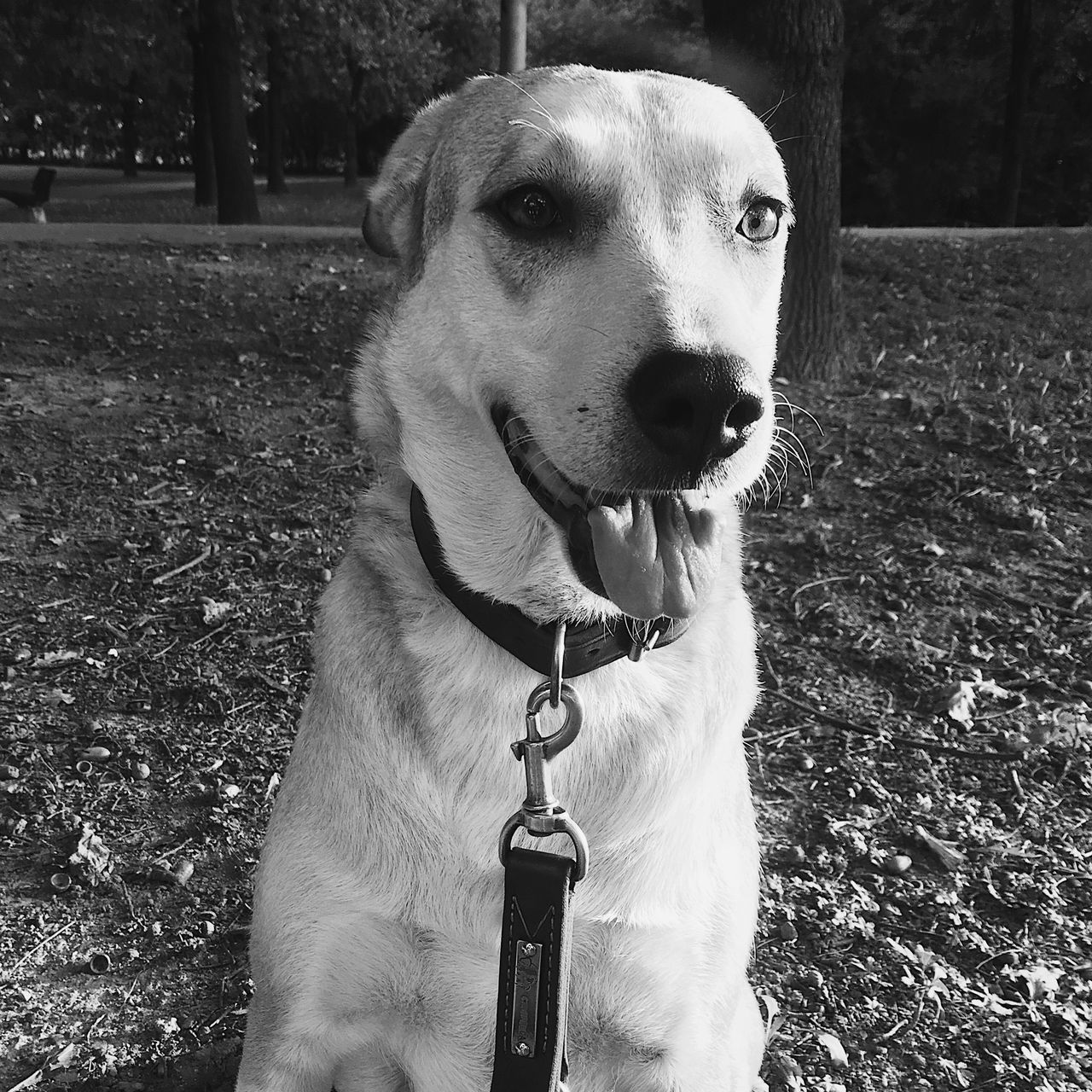 PORTRAIT OF DOG STICKING OUT TONGUE