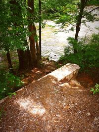 Scenic view of river in forest