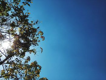 Low angle view of tree against blue sky