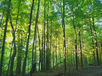 View of bamboo trees in forest