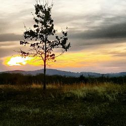 Silhouette tree on landscape against sky at sunset