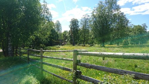 Trees on grassy field