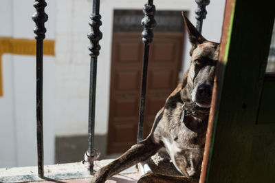 Close-up of a dog looking away