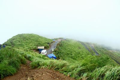 Trees growing on mountain