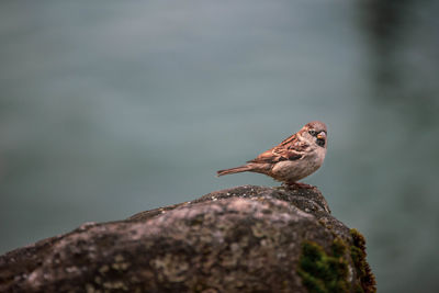 Close-up of bird perching on rock