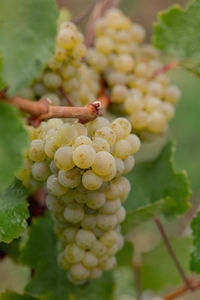 Close-up of grapes