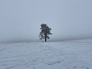 Tree on snow covered field against sky