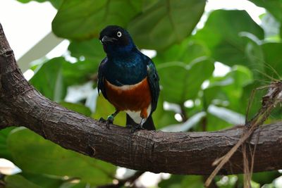 Close-up of bird perching on tree