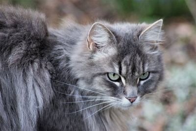 Close-up portrait of cat