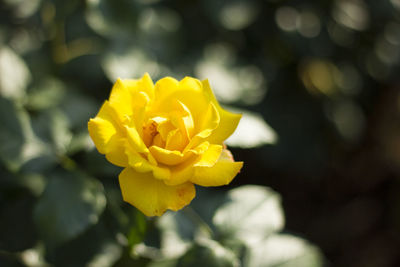 Close-up of yellow rose