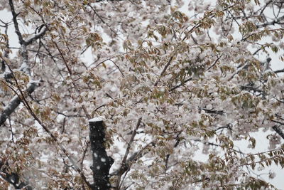 Low angle view of cherry blossom tree