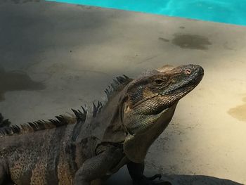 Close-up of lizard