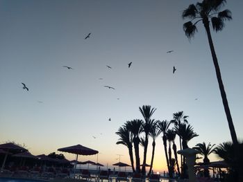 Low angle view of silhouette birds flying against sky