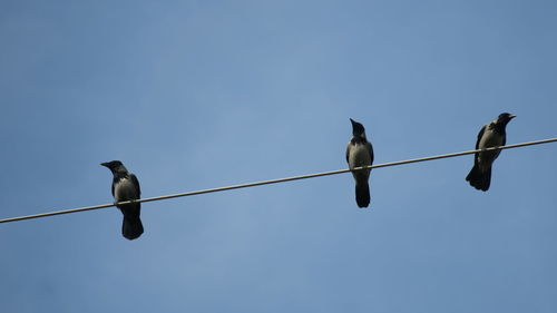 Low angle view of birds perching on cable against clear sky