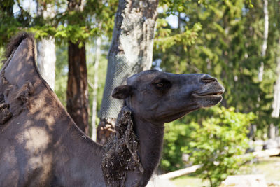 Close-up of an animal