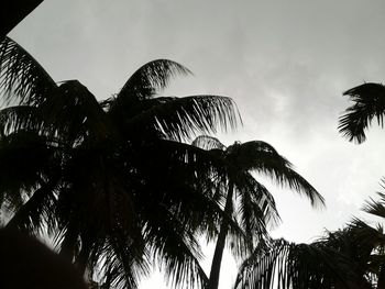 Low angle view of palm trees against sky