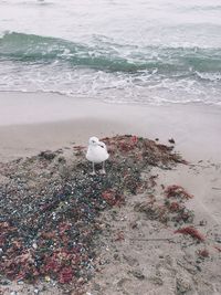 High angle view of seagulls on beach