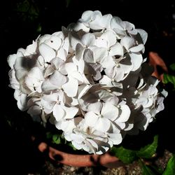 Close-up of hydrangea blooming outdoors