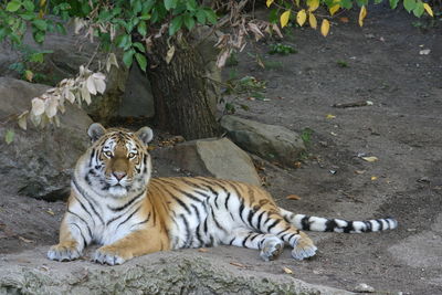 Tiger relaxing on land 