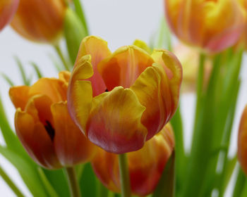 Close-up of yellow tulips blooming outdoors