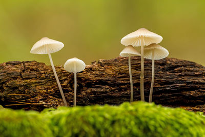 Beautiful closeup of forest mushrooms. mushrooms photo, forest photo, forest background