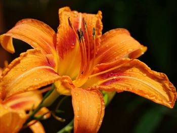 Close-up of day lily blooming at park