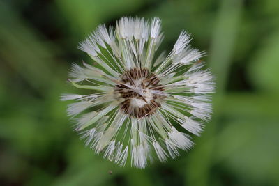 Close-up of dandelion on plant