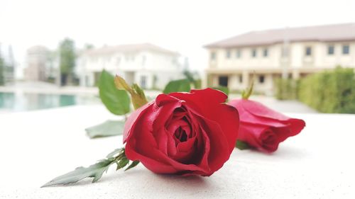 Close-up of red rose against white wall