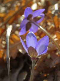 Close-up of purple crocus flowers