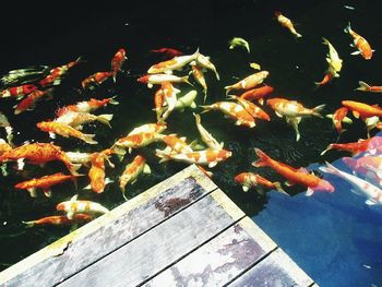 High angle view of koi carps swimming in water