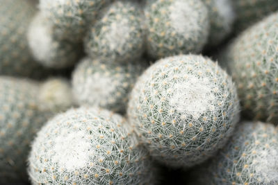 Close-up of cactus