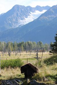 View of a landscape with mountain range in the background