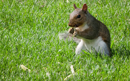 Close-up of squirrel eating grass