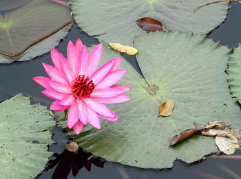 Close-up of pink lotus water lily in lake