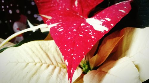 Close-up of water drops on maple leaf