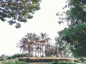 Low angle view of palm trees against clear sky