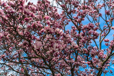 Low angle view of pink flowering tree